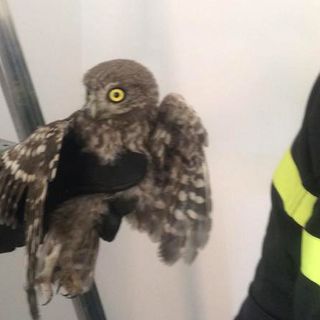 Alba, gufo finisce intrappolato in una tubazione. Vigili del Fuoco riescono a raggiungerlo e liberarlo