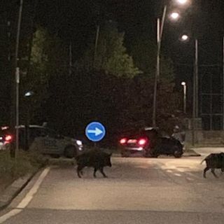 Cinghiali a spasso su corso Europa, poco prima dell'incrocio di via Pieroni