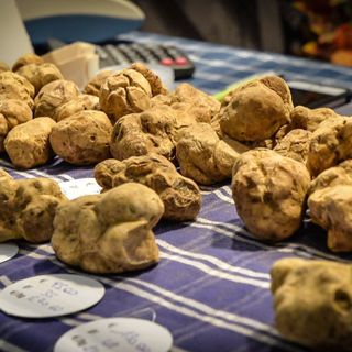 Immagine d'archivio (Ph Dave Carletti per Ente Fiera Internazionale Tartufo Bianco d'Aba)