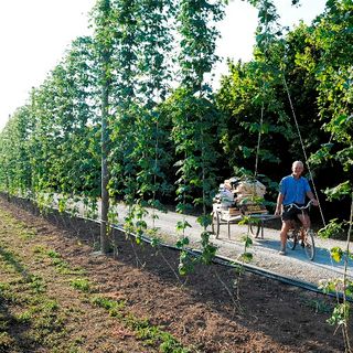 Cresce del 20% la coltivazione del luppolo in Granda: in dieci anni triplicati i birrifici artigianali in provincia