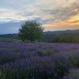 Foto di Arianna Pronesti