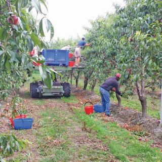 Operazioni di raccolta in un frutteto in provincia di Cuneo