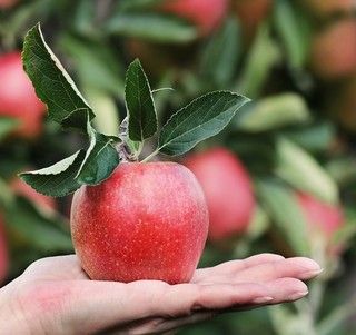 Davide Barale, produttore di mele a Verzuolo: &quot;Produrne un chilo ci costa 40 centesimi. A noi ne danno 20&quot;