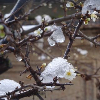 Bra, la gemma del Roero dove i fiori della Madonna sfidano la neve e le notti sottozero
