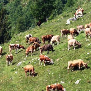 Mucche al pascolo, immagine di repertorio