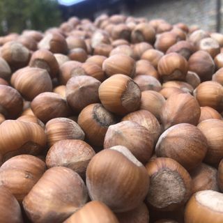 Coltivazione delle nocciole, la ricetta di Sobrero: "Investire sulla ricerca e offrire risposte"