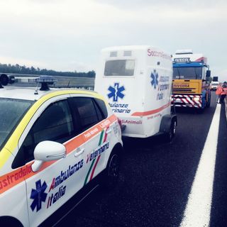 Code sulla Torino-Savona all'altezza di Fossano per ovini nei pressi della carreggiata autostradale Code sulla Torino-Savona all'altezza di Fossano per ovini nei pressi della carreggiata autostradale