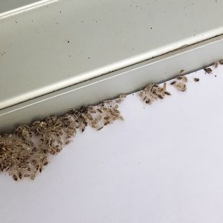 La “Corituca ciliata”