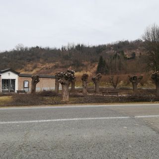 Corneliano, potature nel concentrico e nelle frazioni: coinvolto anche l'olmo centenario di corso Riddone