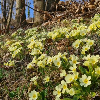 Sboccia la primavera a Bra: fioritura di primule ai giardini del Belvedere