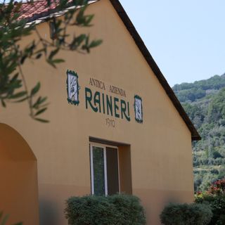 Fruttato, piccante e amaro. Imparare a degustare l'olio evo all'Antica Azienda Raineri di Imperia [FOTO E VIDEO]