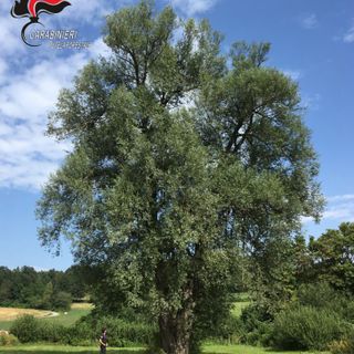 I carabinieri forestali con le scuole per celebrare la Giornata Nazionale dell'Albero
