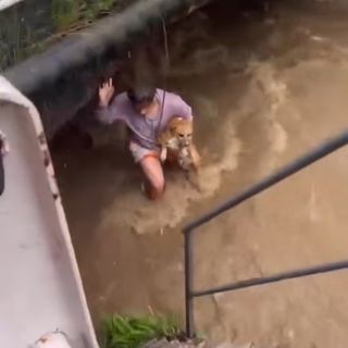 Un momento del salvataggio del cagnolino da parte del ragazzo