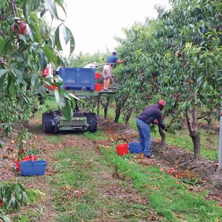 15 euro al giorno per gli stagionali in isolamento fiduciario o contagiati: il provvedimento operativo nei prossimi giorni