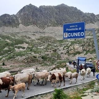 Ha preso via all'alba il viaggio della mandria condotta da Andrea Colombero e dalla moglie Barbara