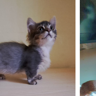 Al PETSFESTIVAL 2023 i gatti più belli del mondo