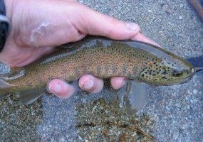 Trota iridea e fario: nuoteranno ancora nei fiumi del Piemonte grazie al Milleproroghe