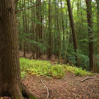 Alla Scuola di Pace di Bra una lezione su natura, alberi e uomini con il ricercatore Giorgio Vacchino Alla Scuola di Pace di Bra una lezione su natura, alberi e uomini con il ricercatore Giorgio Vacchino
