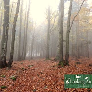 Lo spettacolo del foliage: scopri dove puoi ammirarlo e fotografarlo in Granda