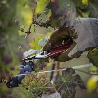 Sei lavoratori extracomunitari "in nero" per la vendemmia: cooperativa di Alba nei guai