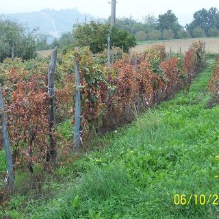 Flavescenza dorata, l'assessore Protopapa:  “Avanti con le attività di ricerca, questa  la strada per trovare soluzioni innovative”