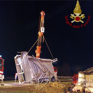Camion per il trasporto animali si ribalta a Cavallermaggiore: ferito il conducente, morti una trentina di maiali