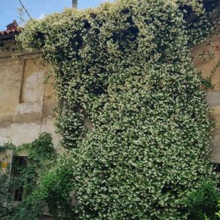 Una pianta rampicante di gelsomino