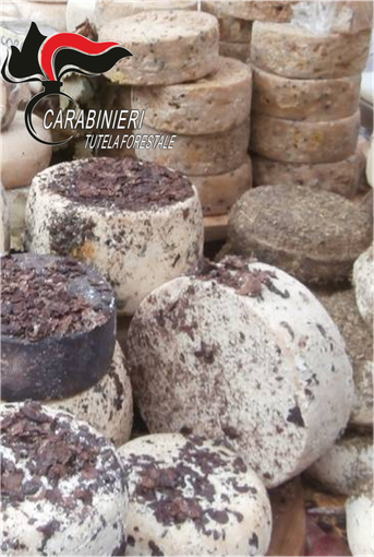 Fiera del Tartufo di Alba: ritirati dai carabinieri forestali formaggi per oltre 15mila euro Fiera del Tartufo di Alba: ritirati dai carabinieri forestali formaggi per oltre 15mila euro