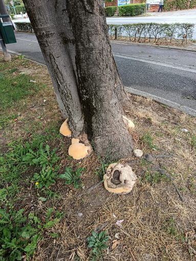 Verde urbano: a Bra intervento su un albero a rischio caduta Verde urbano: a Bra intervento su un albero a rischio caduta