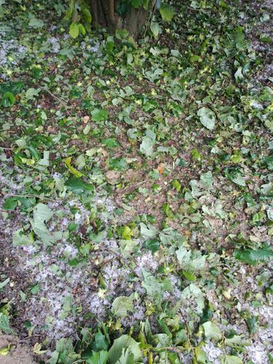 Grandine nel Monregalese, Coldiretti Cuneo: "A rischio oltre metà del raccolto di nocciole" Grandine nel Monregalese, Coldiretti Cuneo: "A rischio oltre metà del raccolto di nocciole"