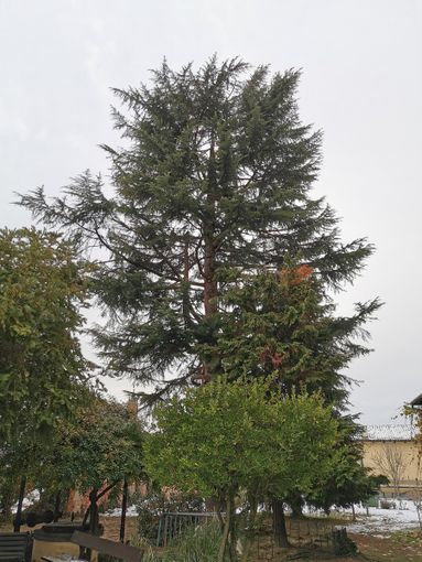 Il cedro dell'Himalaya nel giardino del Museo Craveri.