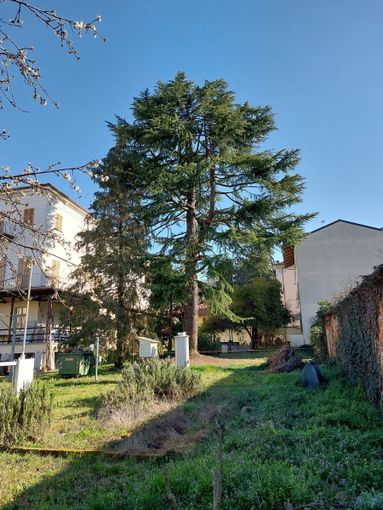 Il cedro del Libano nel giardino del Museo Craveri di Bra rischia con buone probabilità di essere abbattuto
