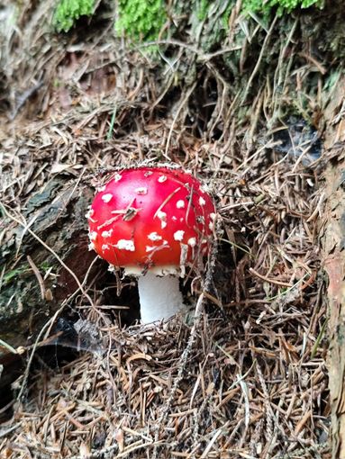 Amanitaceae amanita muscaria, fungo velenoso e non commestibile