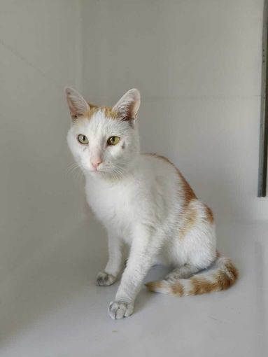 Castagnito, trovato un gatto smarrito in frazione Baraccone