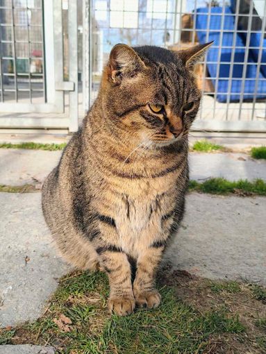 Alba, appello dal gattile: Polpetta cerca una casa che la accolga