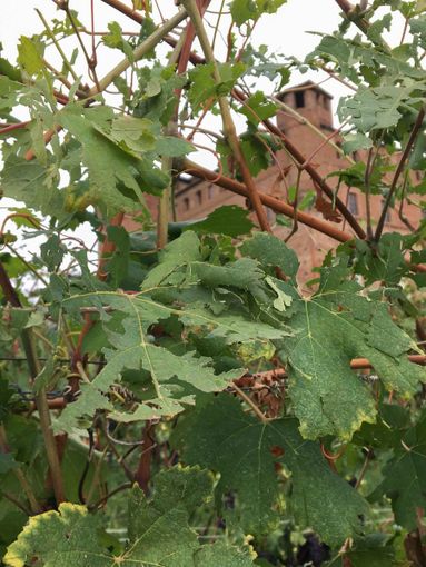 Grandine a Diano d'Alba