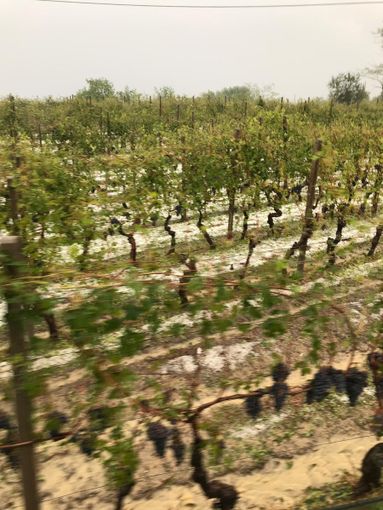 La grandine si abbatte sui vigneti di Diano d’Alba (VIDEO)