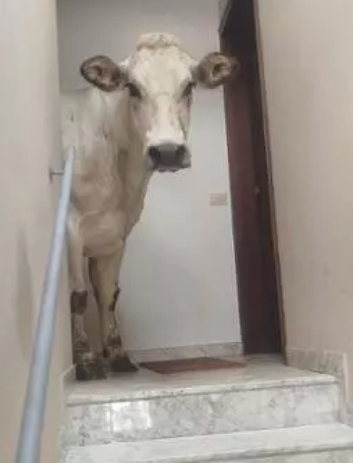 A Limone un bovino entra in un condominio, gli allevatori: "Grazie alle autorità che sono intervenute per aiutarci e ai cittadini per la comprensione" A Limone un bovino entra in un condominio, gli allevatori: "Grazie alle autorità che sono intervenute per aiutarci e ai cittadini per la comprensione"