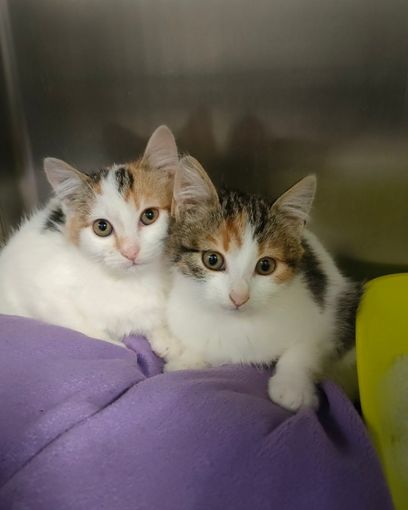 Due gatte cercano una famiglia che le accolga per sempre Due gatte cercano una famiglia che le accolga per sempre