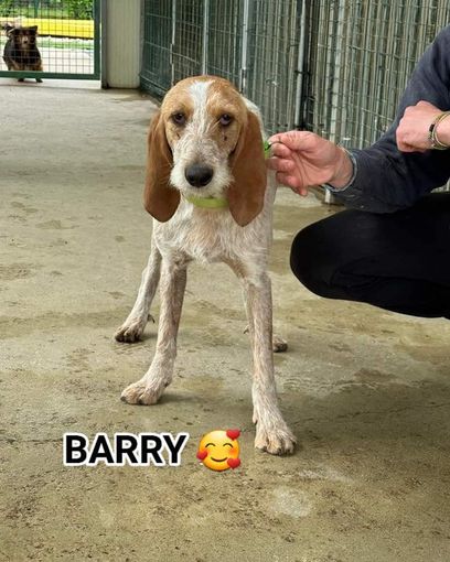 Barry sta cercando un padrone che lo adotti Barry sta cercando un padrone che lo adotti