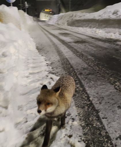 Al tunnel di Tenda è tornata Giovanna, la volpe diventata una mascotte