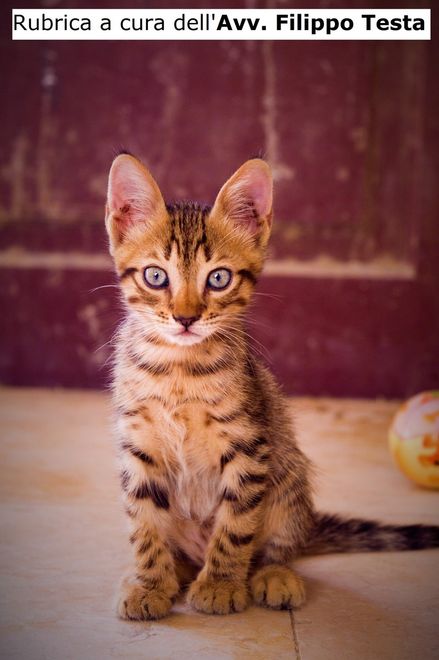 L'amore non ha prezzo! L'amore non ha prezzo!