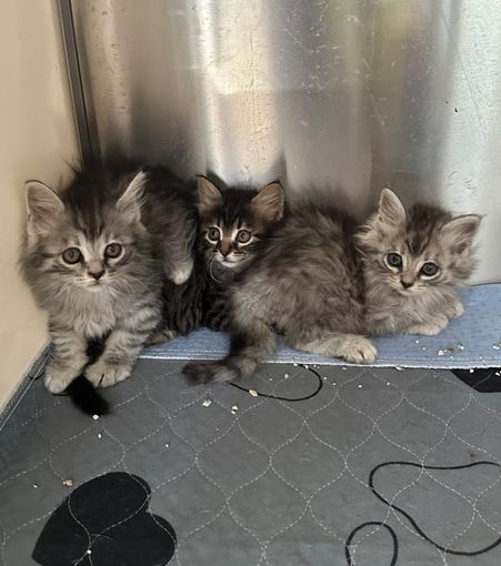 Quattro gattini abbandonati attendono una nuova famiglia