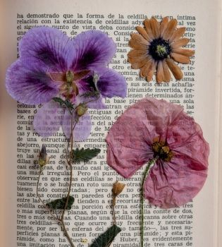 Primavera di bellezza: porte aperte alla biblioteca di Farigliano