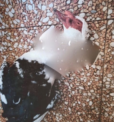 "Sono entrati nel cortile e hanno ucciso le sue anatre in modo impietoso": la denuncia e la rabbia di Enpa Saluzzo "Sono entrati nel cortile e hanno ucciso le sue anatre in modo impietoso": la denuncia e la rabbia di Enpa Saluzzo