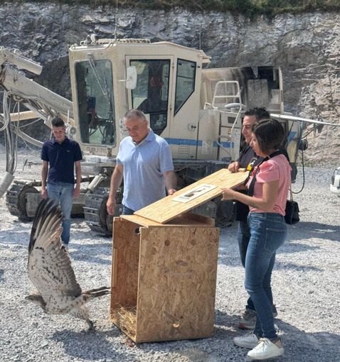 Ritorno alla libertà per un esemplare maschio di Biancone, dopo le cure al CRAS di Bernezzo