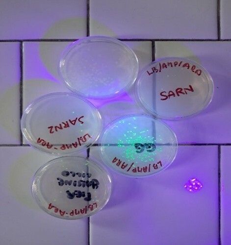 La scienza prende vita nei laboratori del Liceo Giolitti-Gandino di Bra La scienza prende vita nei laboratori del Liceo Giolitti-Gandino di Bra