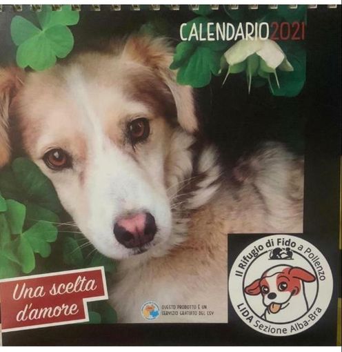 AAA cercasi urgentemente una casa per Annabelle: appello della sezione Alba-Bra della LIDA AAA cercasi urgentemente una casa per Annabelle: appello della sezione Alba-Bra della LIDA