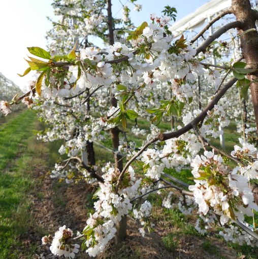 Avanti con le Nuove Tecniche Genomiche per un’agricoltura sempre più sostenibile Avanti con le Nuove Tecniche Genomiche per un’agricoltura sempre più sostenibile