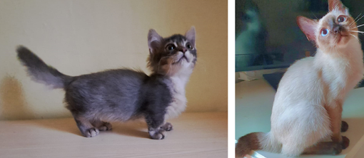 Al PETSFESTIVAL 2023 i gatti più belli del mondo Al PETSFESTIVAL 2023 i gatti più belli del mondo